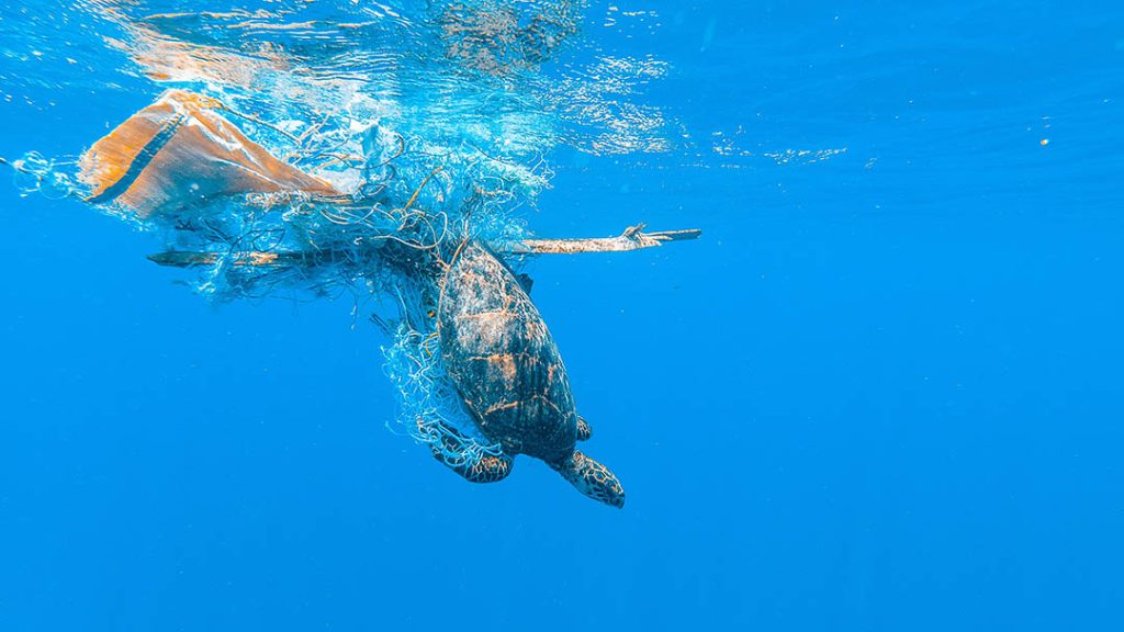 Image of a turtle entabgled in a fishing net. 